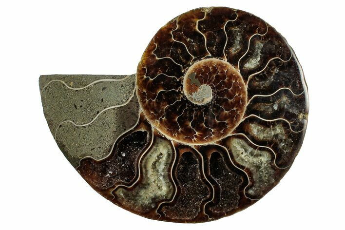 Cut & Polished Ammonite Fossil (Half) - Madagascar #345646